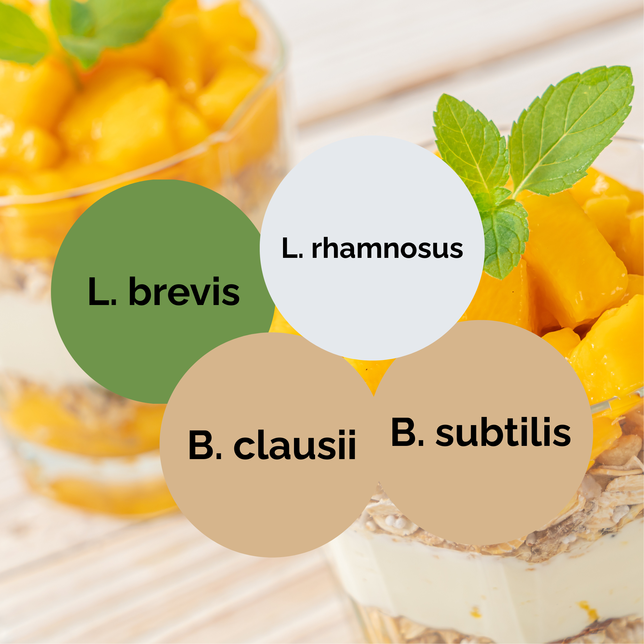 L. brevis + L. rhamnosus + B. subtilis + B. clausii | 요구르트 스타터 세트 | 스타터 배양균 | 3개 팩