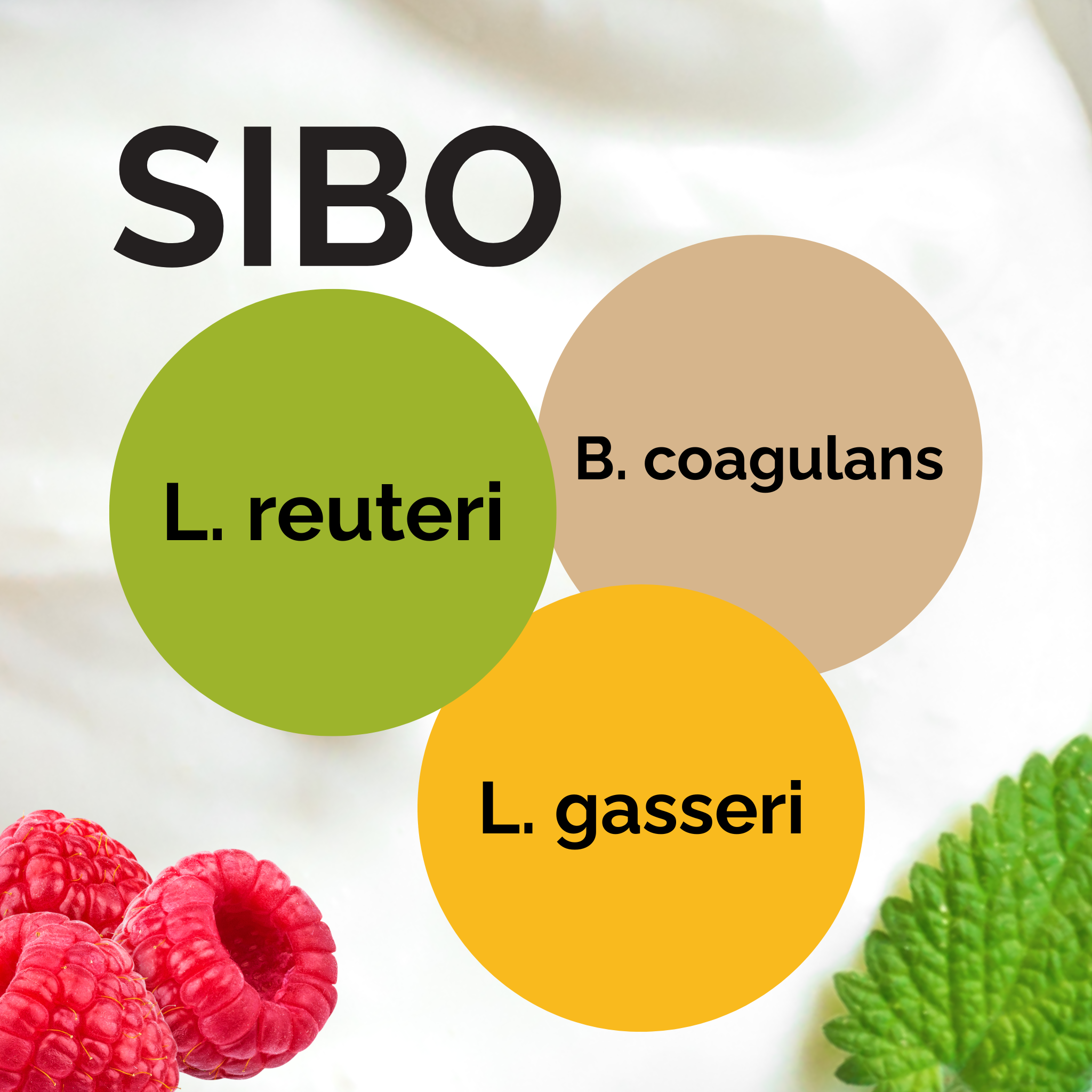 L. reuteri + B. coagulans + L. gasseri | 요구르트 스타터 세트 | Dr. Davis식 SIBO 요구르트 | 스타터 배양균 | 3개 팩