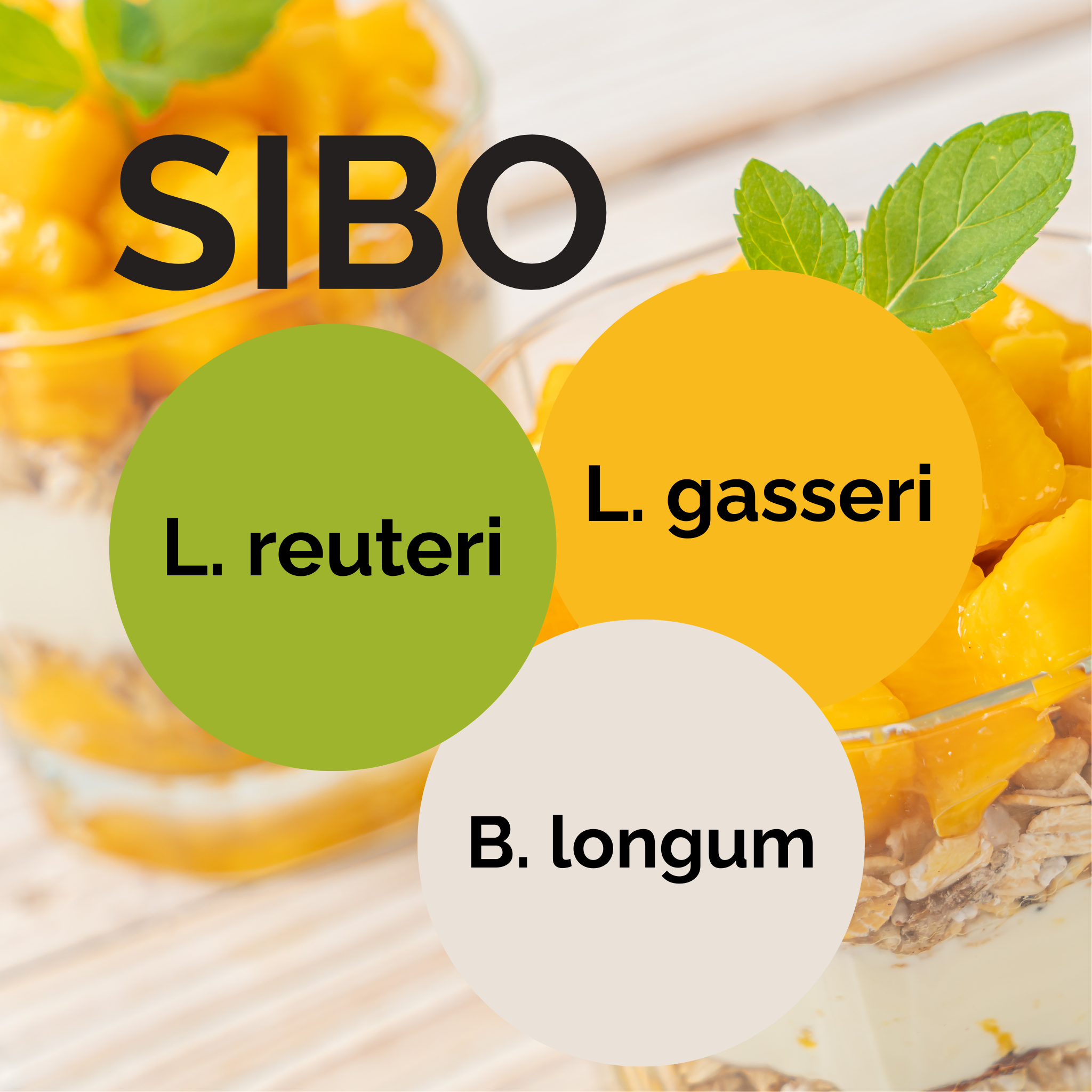 L. reuteri + L. gasseri + B. longum | 요구르트 스타터 세트 | 스타터 배양균 | 3개 팩